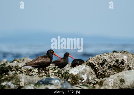 Eine kleine Gruppe schwarzer Austernfischer an einem felsigen Strand Auf Puget Sound Stockfoto