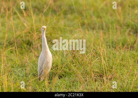 Großreiher (Egretta alba), der auf einem Feld steht, Murchison Falls National Park, Uganda. Stockfoto