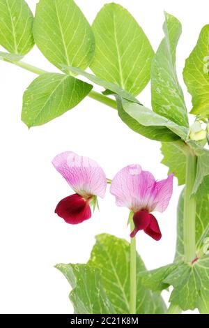 Grüne Bohne Blumen auf weißem Hintergrund Stockfoto