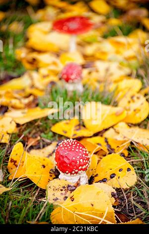 Clitocybe geotropa im Herbst. Villanueva Alcorón.Parque Natural Alto Tajo. Guadalajara. Castilla la Mancha. Spanien Stockfoto