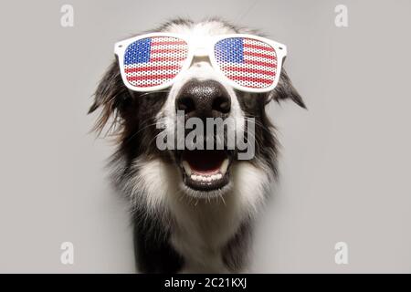 Unabhängigkeitstag 4. juli Grenze Collie Hund. Isoliert auf grauem Hintergrund. Stockfoto