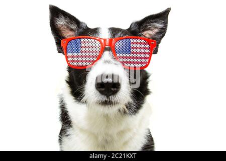 Unabhängigkeitstag 4. juli Grenze Collie Hund. Isoliert auf weißem Hintergrund. Stockfoto