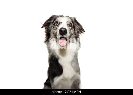 Portrait glücklich Grenze Collie Hund. Isoliert auf weißem Hintergrund. Stockfoto