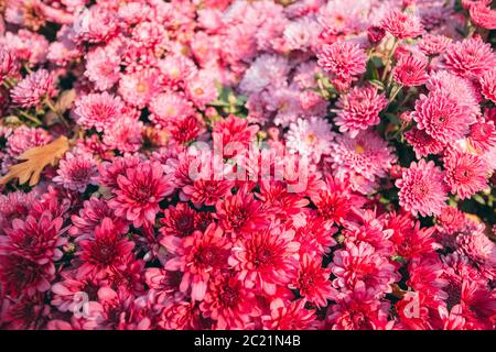 Chrysantheme Blumen Herbst lila im Garten Stockfoto