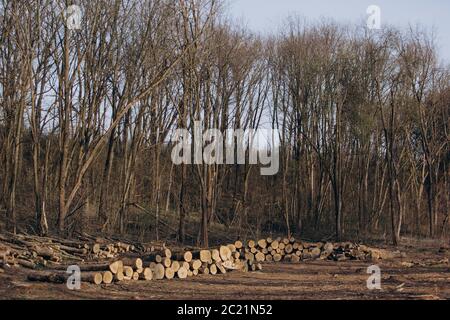 Sägestämme im Wald Stockfoto