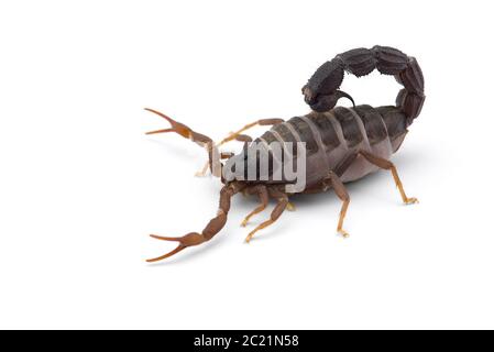 Gelbe tödliche gefährliche Skorpion Draufsicht isoliert auf weißem Hintergrund Stockfoto