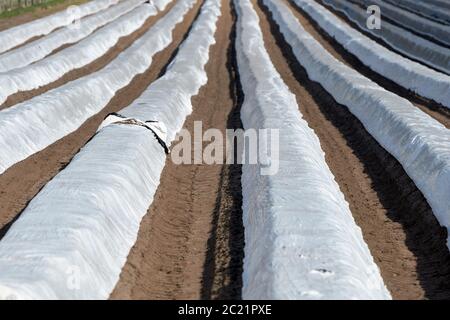 Eine Folie abgedeckten Spargelfeld für Frühjahr ernten Stockfoto