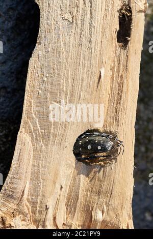 Asiatische longhorn Beetle (Anoplophora glabripennis) ist im Wald von einem ahornbaum klemmt Stockfoto