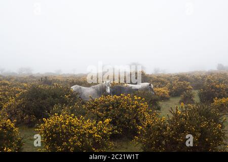 Dartmoor Ponys stehen zusammen versteckt in der Gorse vor dem schlechten Wetter, Dartmoor Nationalpark. Stockfoto