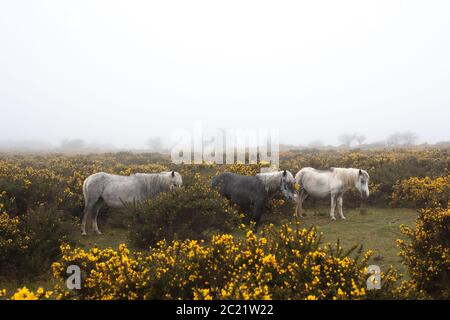 Dartmoor Ponys stehen zusammen versteckt in der Gorse vor dem schlechten Wetter, Dartmoor Nationalpark. Stockfoto