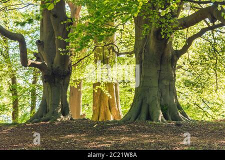Buche wächst in einem alten englischen Wald in Staffordshire England. Stockfoto