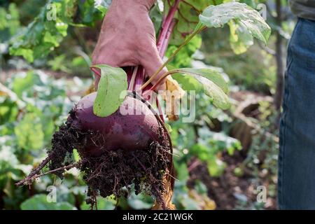 Mann mit frisch gepflückter Rote Bete. Unscharfer Hintergrund. Stockfoto