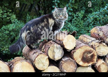 Eine Norwegische Waldkatze sitzt auf einem Holzstapel. Protokolle mit Katze Stockfoto