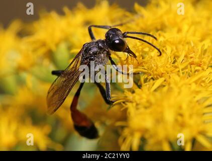 Männchen der gemeinen Sandwespe Ammophila sabulosa Stockfoto