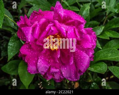 Nahaufnahme einer einzelnen, rosa Pfingstrose Blume, mit grünem umlaufenden Laub, nachdem Regen die schönen Blütenblätter getränkt hatte. Stockfoto