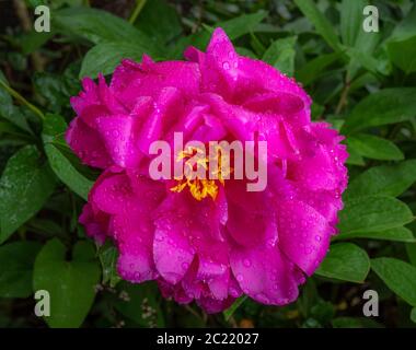Nahaufnahme einer einzelnen, rosa Pfingstrose Blume, mit grünem umlaufenden Laub, nachdem Regen die schönen Blütenblätter getränkt hatte. Stockfoto