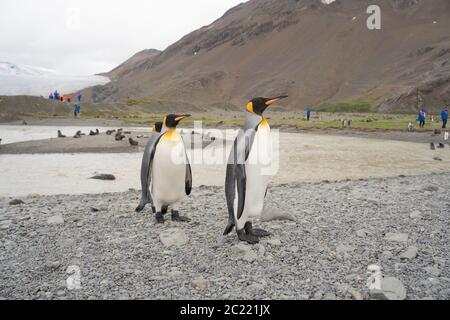 Königspinguine in Südgeorgien Salisbury Plain Stockfoto