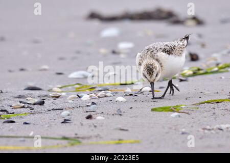 Sanderling (Calidris alba) im Herbst an der ostsee Stockfoto