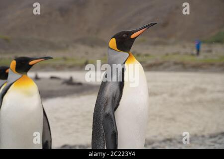 Königspinguine in Südgeorgien Salisbury Plain Stockfoto