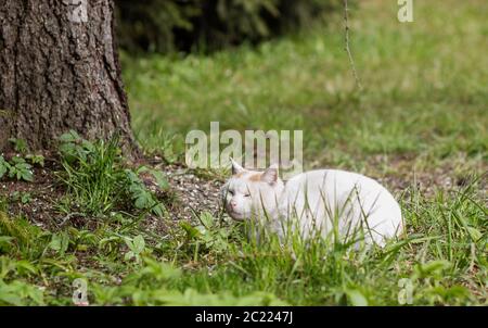 Flauschige Katze posiert im Freien. Obdachlose weiße Katze posiert am Baum Stockfoto