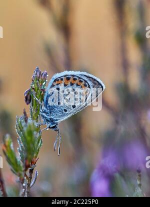 Roosting Silber-besetzt Blau mit Tau bedeckt. Fairmile Common, Esher, Surrey, England. Stockfoto