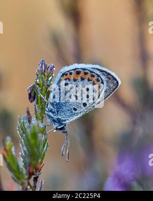 Roosting Silber-besetzt Blau mit Tau bedeckt. Fairmile Common, Esher, Surrey, England. Stockfoto