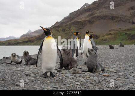 Seelöwen und Königspinguine in Fortuna Bay, Südgeorgien Stockfoto