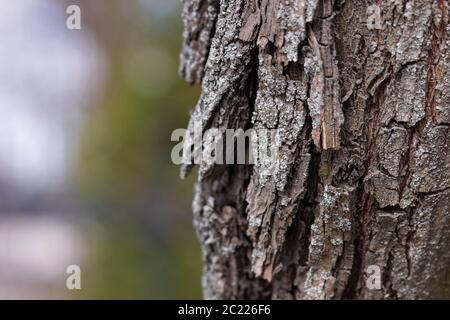 Nahaufnahme einer alten Baumrinde auf einem Hintergrund des Herbstwaldes. Stockfoto
