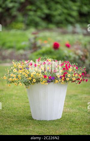 Weißer Blumentopf mit bunten kleinen Blüten auf einem grünen, frisch geschnittenen Gras Stockfoto