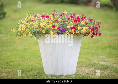 Weißer Blumentopf mit bunten kleinen Blüten auf einem grünen, frisch geschnittenen Gras Stockfoto