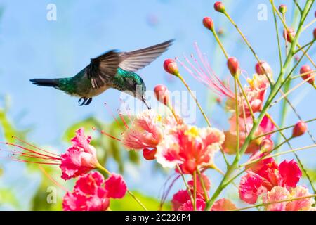 Eine weibliche Blaukinned Sapphire Kolibri Fütterung auf der Pride von Barbados Blumen an einem sonnigen Tag mit blauem Himmel. Stockfoto