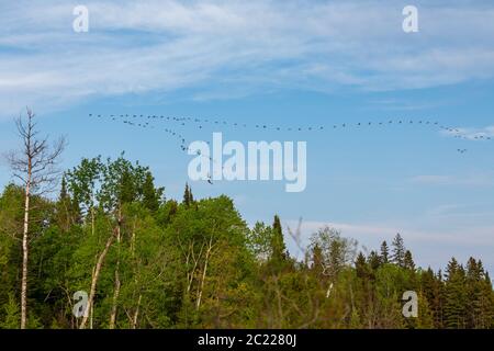 Gänseschar am blauen Himmel, der in Formation fliegt Stockfoto