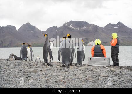 Seelöwen und Königspinguine in Fortuna Bay, Südgeorgien Stockfoto