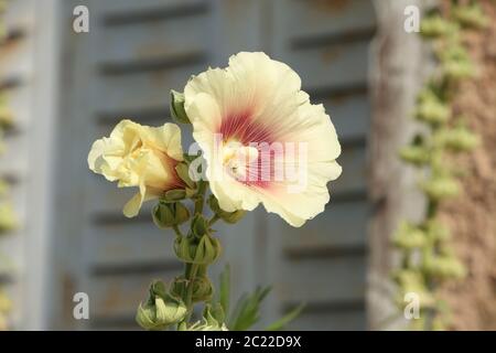 Schöne Hollyhock Blume in Blüte mit Creme & rosa Blütenblätter, gegen ein traditionelles Holzgebäude, Zitadelle von Blaye, Gironde Department, Frankreich. Stockfoto