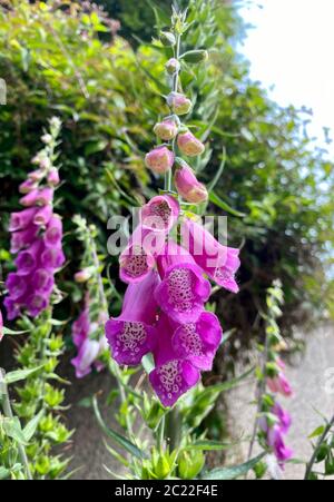 Nahaufnahme des Fuchshandschuhs im Garten; Stockfoto