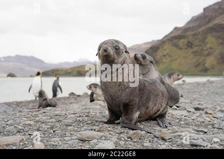 Seelöwen in Fortuna Bay South Georgia Stockfoto