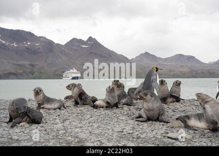 Seelöwen in Fortuna Bay South Georgia Stockfoto