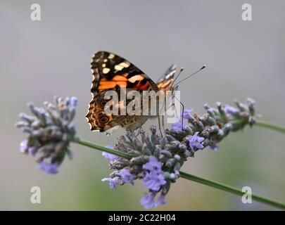 Thistle-aged Vanessa cardui auf Blüten aus Lavendel Lavandula angustifolia Stockfoto