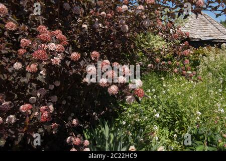 Sommer blühende rosa Blumen auf einem Ningrink Strauch (Physocarpus opulifolius Diable D'or 'indien') in einem krautigen Rand in einem Land Cottage Garden i Stockfoto