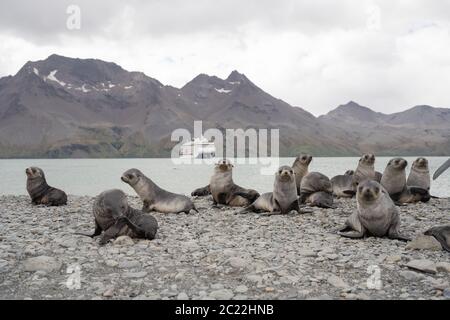 Seelöwen in Fortuna Bay South Georgia Stockfoto