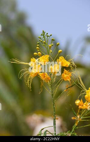 Dwarf Poinciana lateinischer Name Caesalpinia pulcherrima Blumen Stockfoto