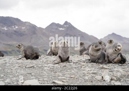 Seelöwen in Fortuna Bay South Georgia Stockfoto