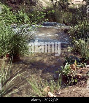 Bergfluss mit ruhigen und transparenten Gewässern, Natur, Vegetation, Blumen Stockfoto