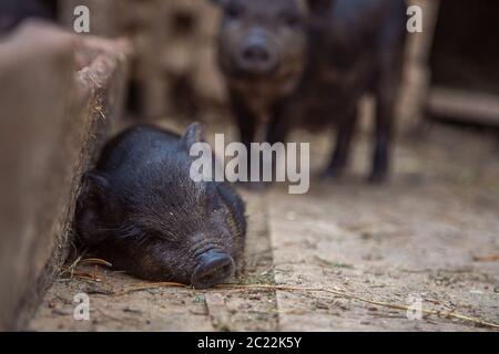 Kleine Schweine schlafen in einem Bauernhof in der Nähe der Trog. Gruppe von schwarzen Schweinen spielen und schlafen im Dreck. Schwarzes Mini-Schwein der Vietnamesen Rasse auf Stall. Stockfoto