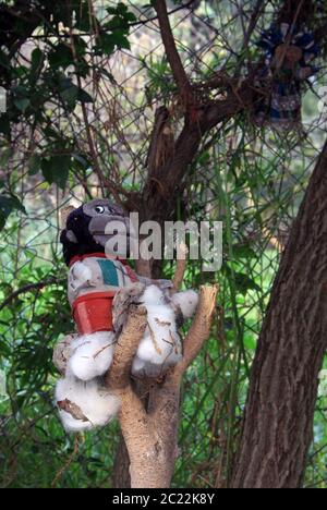 Die Insel der Puppen (La Isla de las Muñecas) kleine Inseln im Xochimilco-See, Mexiko-Stadt, Mexiko Stockfoto