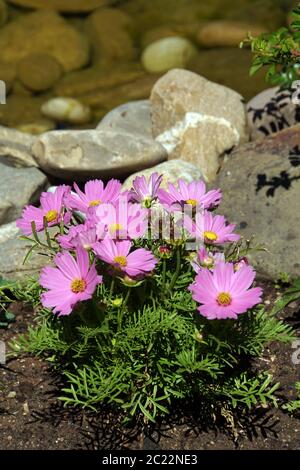 Oder Kosmee Schmuckblume Fiederblättrige Schmuckkörbchen (Cosmos Bipinnatus, Cosmea bipinnata, Bidens Formosa, Coreopsis formosa) Stockfoto