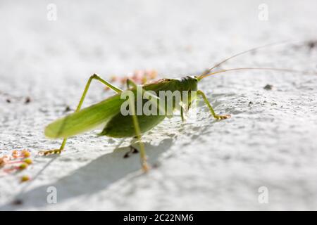 Grünes Heupferd (Tettigonia Viridissima), grüne Laubheuschrecke, einer weissen Hauswand Stockfoto