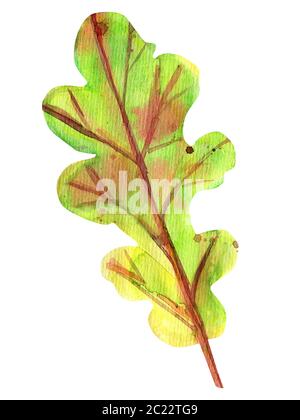 Aquarell herbst Eichenlaub. Eine gefallen grünes Blatt mit Gelb, Orange, Grün, Braun, Ocker, rot Tropfen und Spritzer der Farbe. Isoliertes Objekt auf Weiß Stockfoto