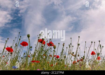 Wilde Blumen auf dem Feld blüht im Frühjahr mit einer breiten Palette von roten, gelben, lila und blauen Farben, Provinz Overijssel Niederlande Stockfoto