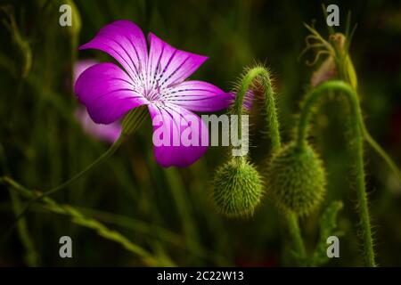 Schöner Poller in den Niederlanden, eine ziemlich seltene Blume, die in freier Wildbahn in der Provinz Overijssel, Niederlande, fotografiert wurde Stockfoto